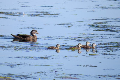 Canard branchu - Wood Duck