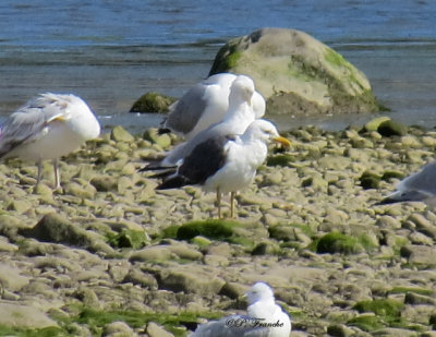 Goéland brun - Lesser Black-backed Gull
