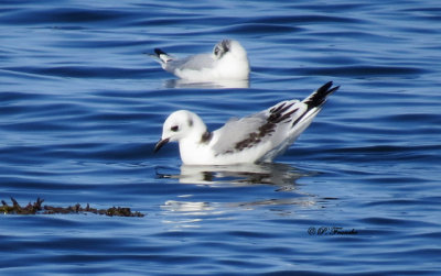 Mouette tridactyle - Black-Legged Kittiwake