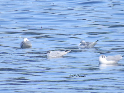 Mouette Pygme - Little Gull