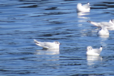 Mouette Pygme - Little Gull