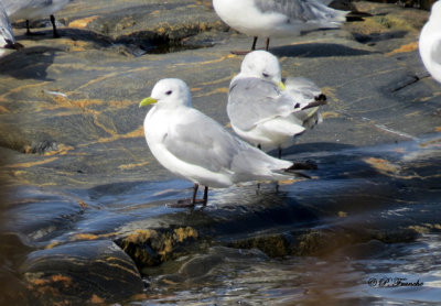 Mouette tridactyle - Black-legged Kittiwake