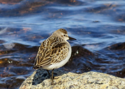 Bcasseau semipalm - Semipalmated Sandpiper