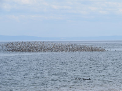 Bécasseaux en vol - Sandpipers