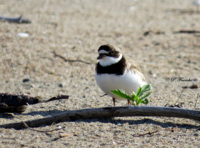 Pluvier semipalm - Semipalmated Plover