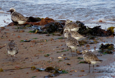 Pluvier argent - Black-bellied Plover