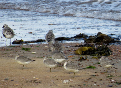 Bcasseau maubche - Red Knot