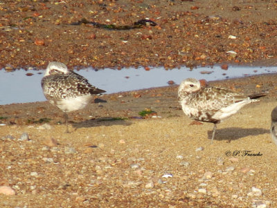 Pluvier argent - Black-bellied Plover