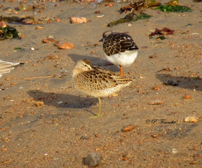 Bécassin roux - Short-billed Dowitcher