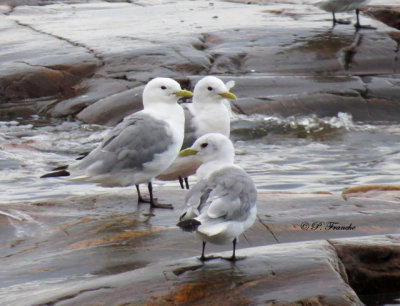 Mouette tridactyle - Black-legged Kittiwake