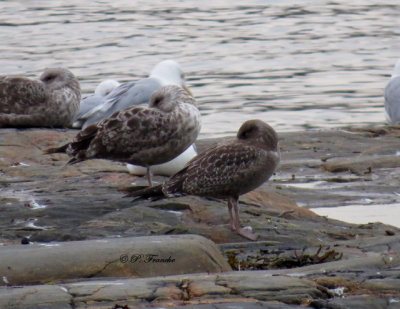 Goéland argenté - Herring Gull