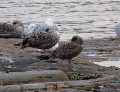 Goland argent - Herring Gull