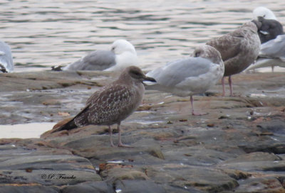 Goéland argenté - Herring Gull