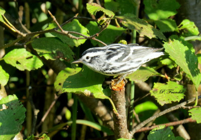 Paruline noir et blanc - Black-and-white Warbler