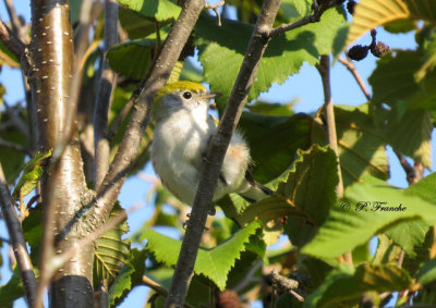 Paruline  flancs marron - Chestnut-sided Warbler