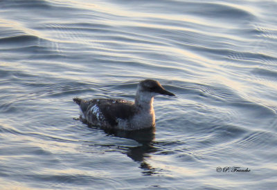 Guillemot  miroir - Black Guillemot