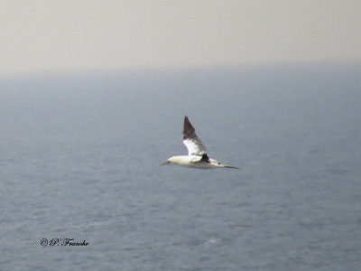 Fou de Bassan - Northern Gannet