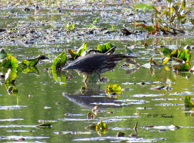 Hron vert - Green Heron