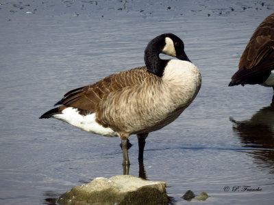 Bernache du Canada - Canada Goose