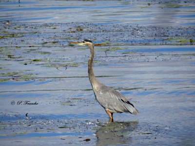 Grand Héron - Great Blue Heron