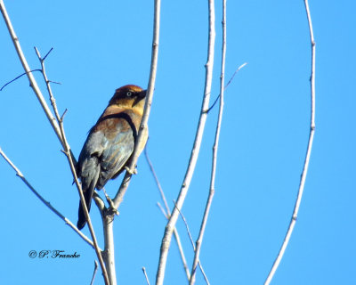  Quiscale rouilleux - Rusty Blackbird