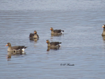 Oie rieuse - Greater White-fronted Goose