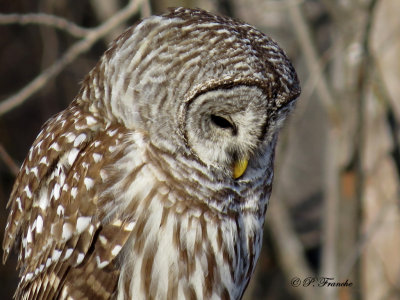 Chouette ray - Barred Owl