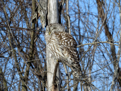 Chouette ray - Barred Owl