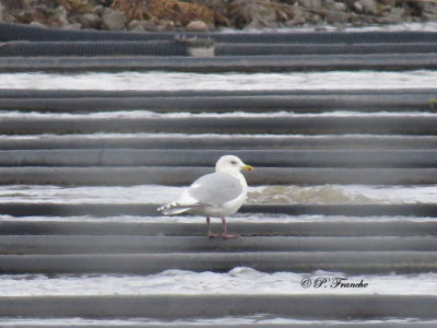 Goland arctique kumlien - Iceland Gull (kumlien)
