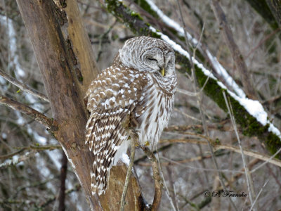 Chouette raye - Northern Barred Owl