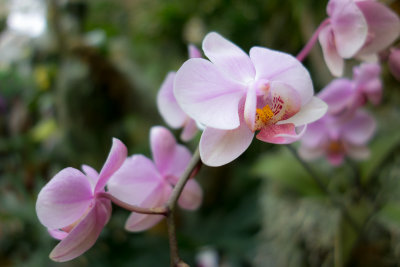 Phalaenopsis, Little Pink Doris