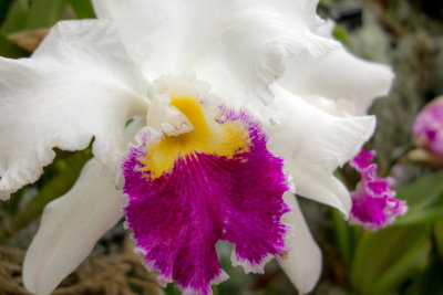 Cattleya Mildred Rivers 'Orchidglade'