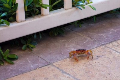 Lunch Visitor