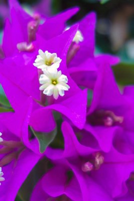 Bougainvillea