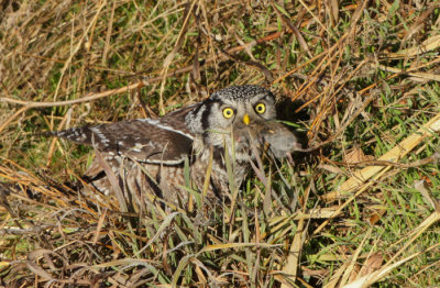 Northern Hawk Owl with vole Jan 2014 Moscow Idaho-9147