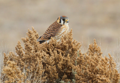 American Kestrel