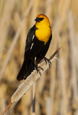 Yellow Headed Blackbird.jpg