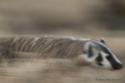 Badger on the move July 7 2012-6686