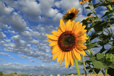 Sunflowers and Blue Skies-4