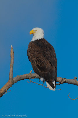 Bald Eagle - Wallowa Oregon