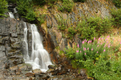 Fireweed and waterfall III Kenai Peninsula Alaska July 2016