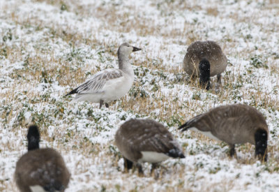 I believe this is a White Morph Immature Snow Goose