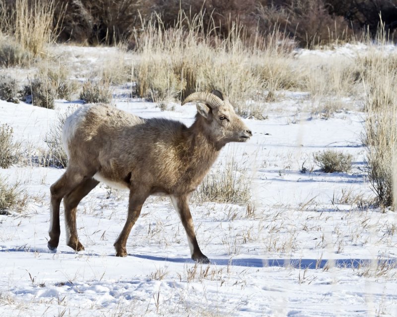 Bighorn_Sheep-131207-101033-74.jpg