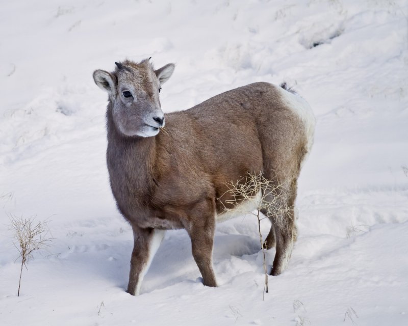 Bighorn_Sheep-131208-083534-21.jpg