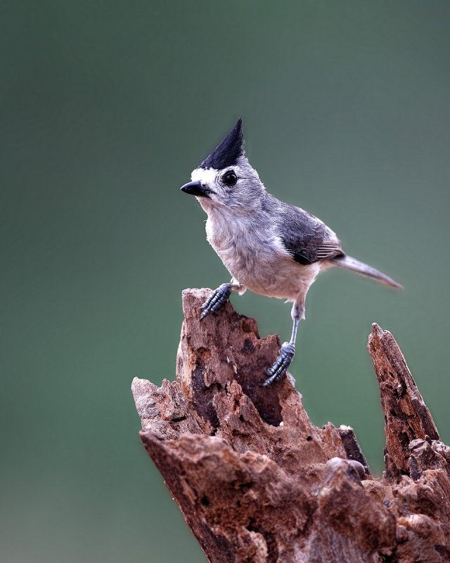 Black-Crested_Titmouse-20140509-083223-63.jpg