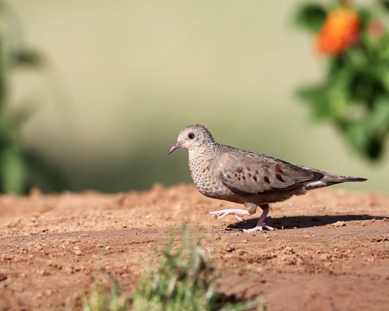 Common_Ground_Dove-20140510-172704-94.jpg