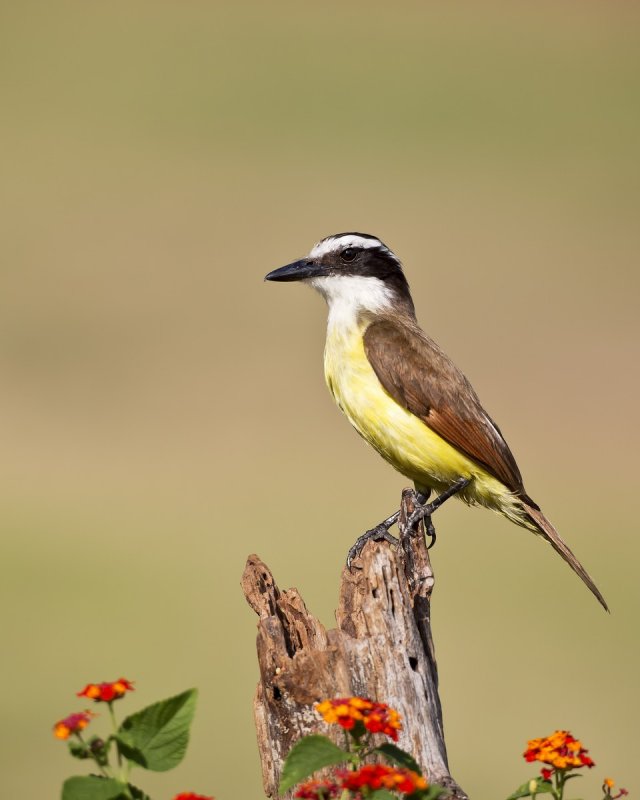 Great_Kiskadee-20140510-173723-14.jpg