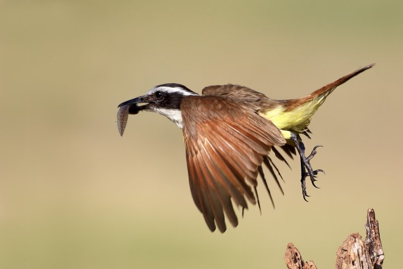 Great_Kiskadee-20140510-173917-03.jpg