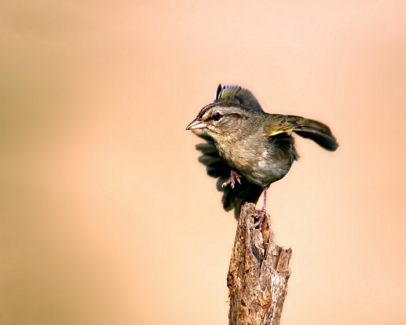 Olive_Sparrow-20140511-191509-30.jpg