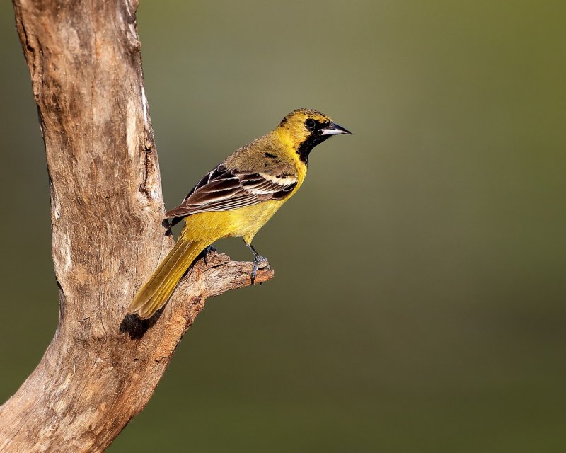 Orchard_Oriole-20140511-184946-31.jpg